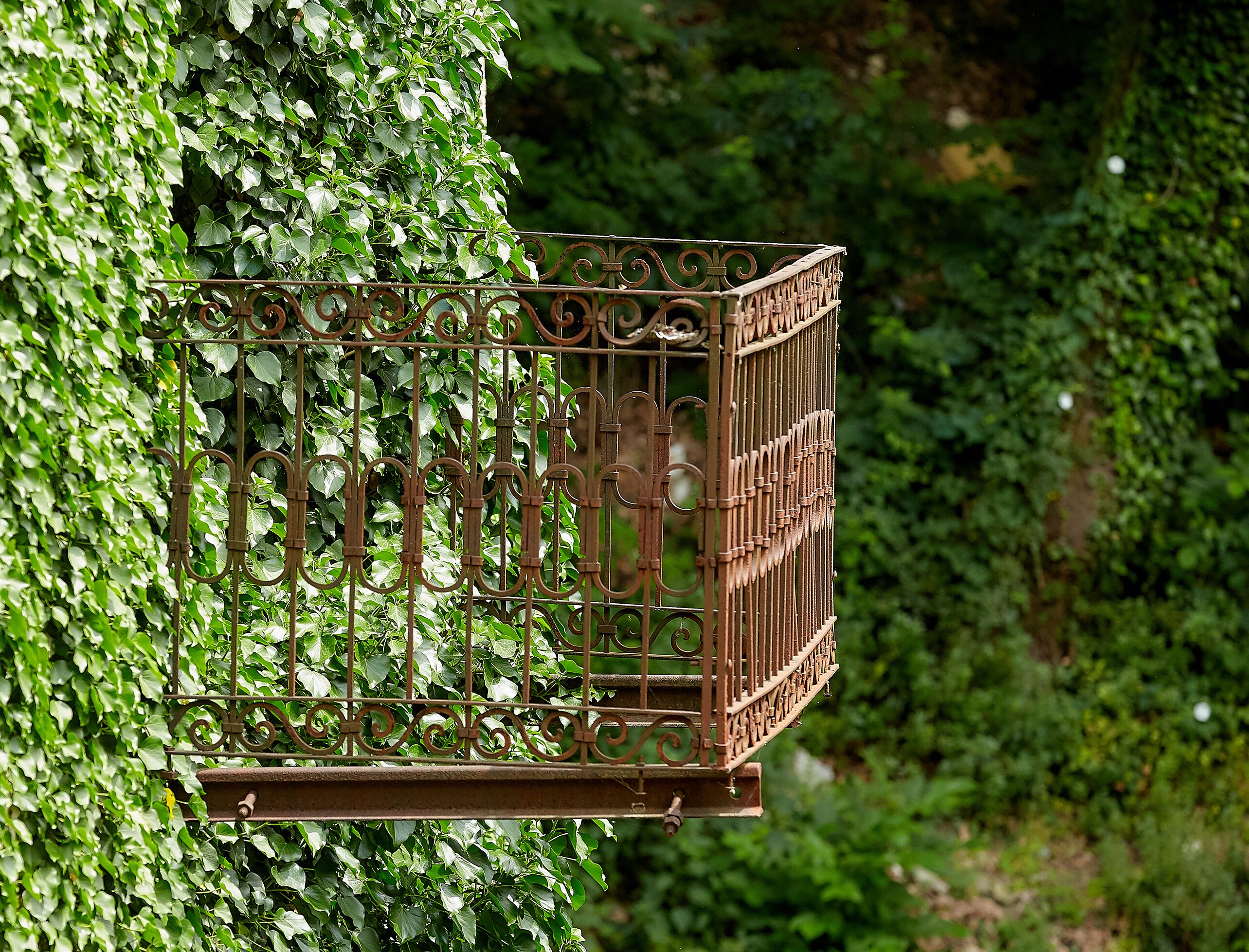 A wrought iron birdcage attached to a wall covered with ivy.