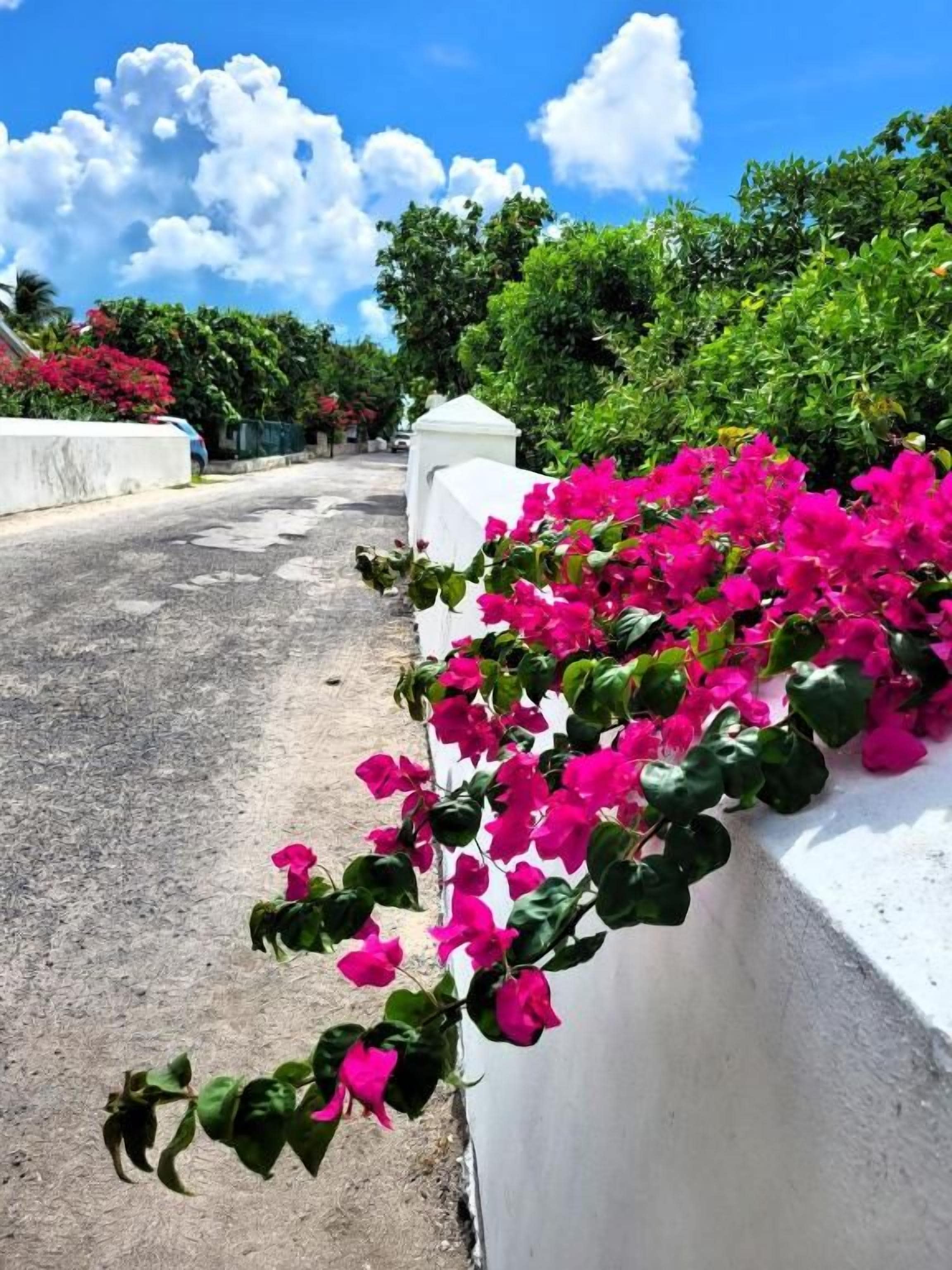 Barreira de concreto com flores cor-de-rosa.