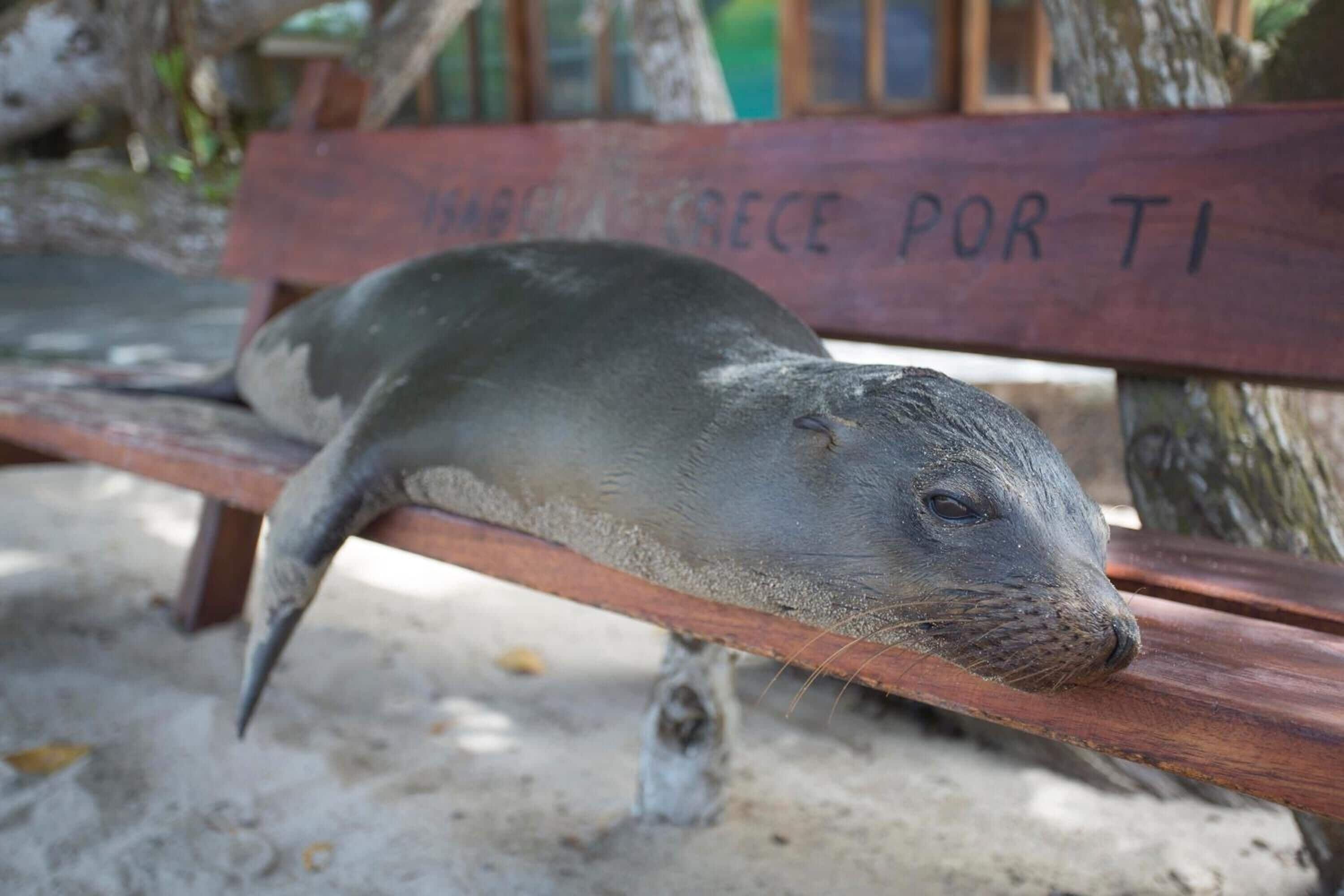 A seal resting on a wooden bench with a sign in the background.
