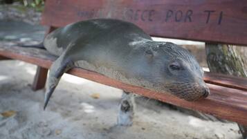 A seal resting on a wooden bench with a sign in the background.