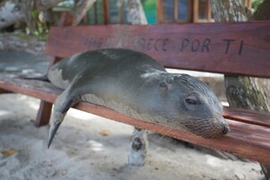 Una foca descansando sobre un banco de madera, con un cartel al fondo.