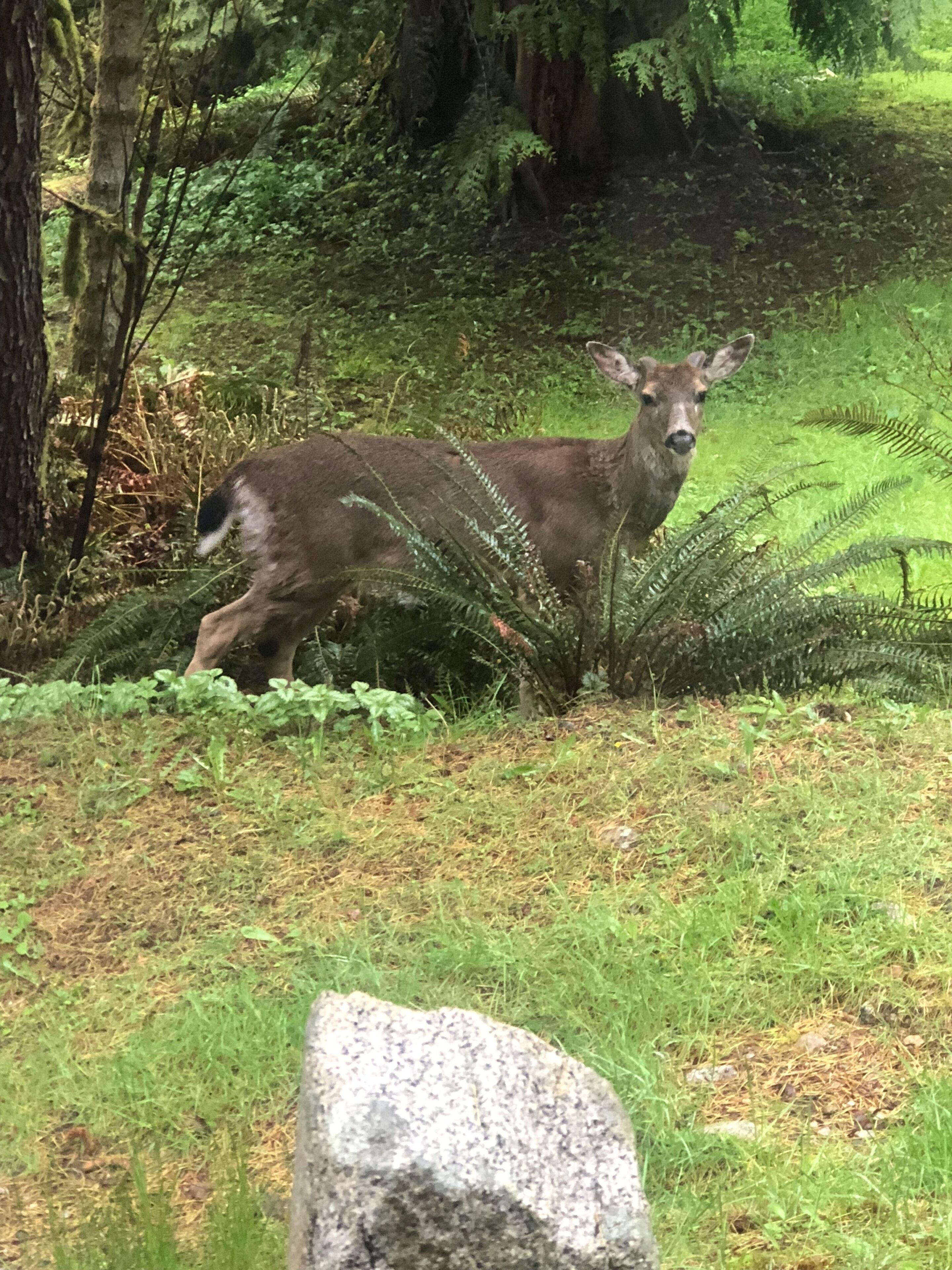 Un cerf dans une zone boisée, avec des fougères et un grand rocher au premier plan.
