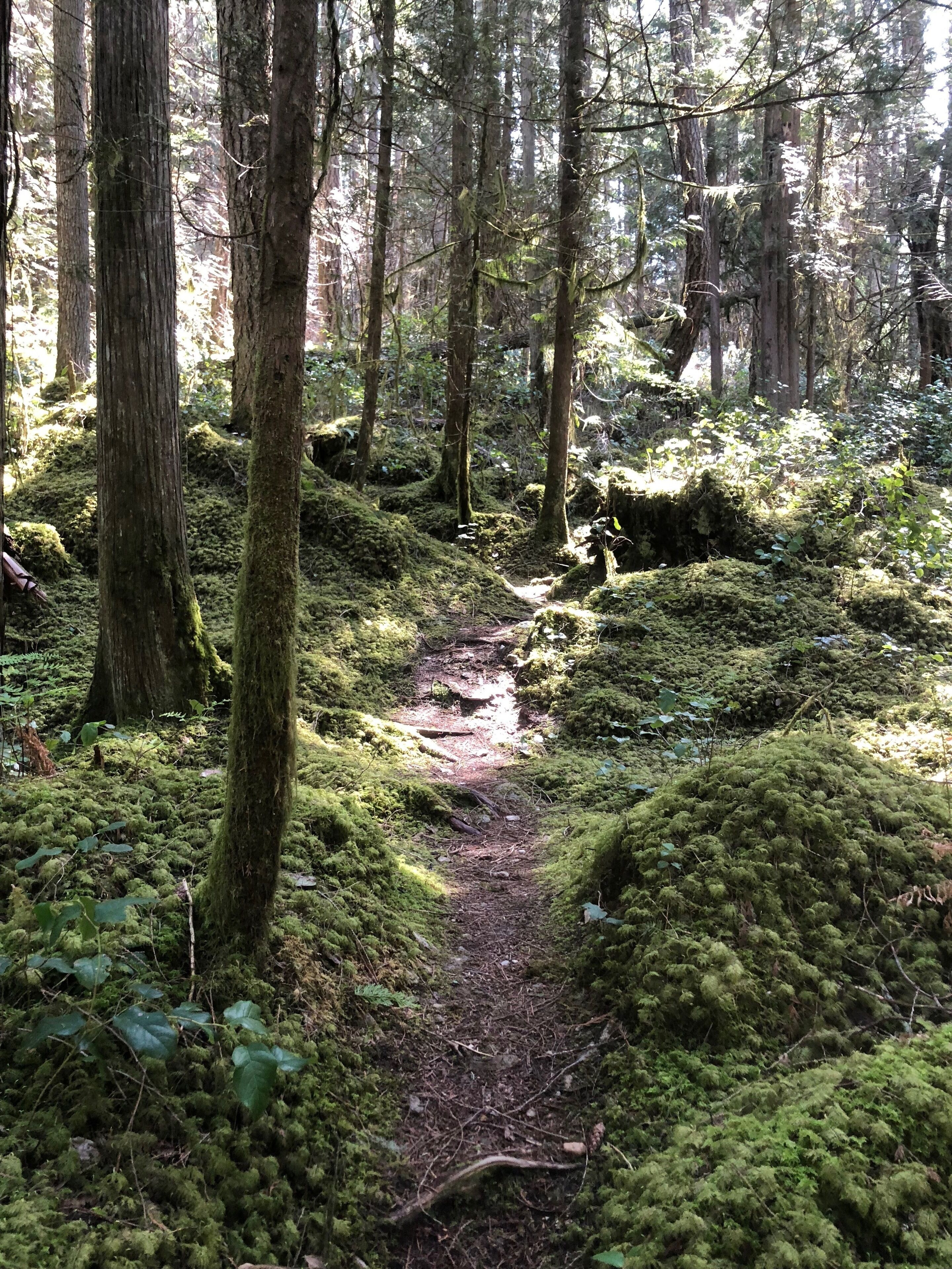 A forest trail with moss-covered ground and trees.