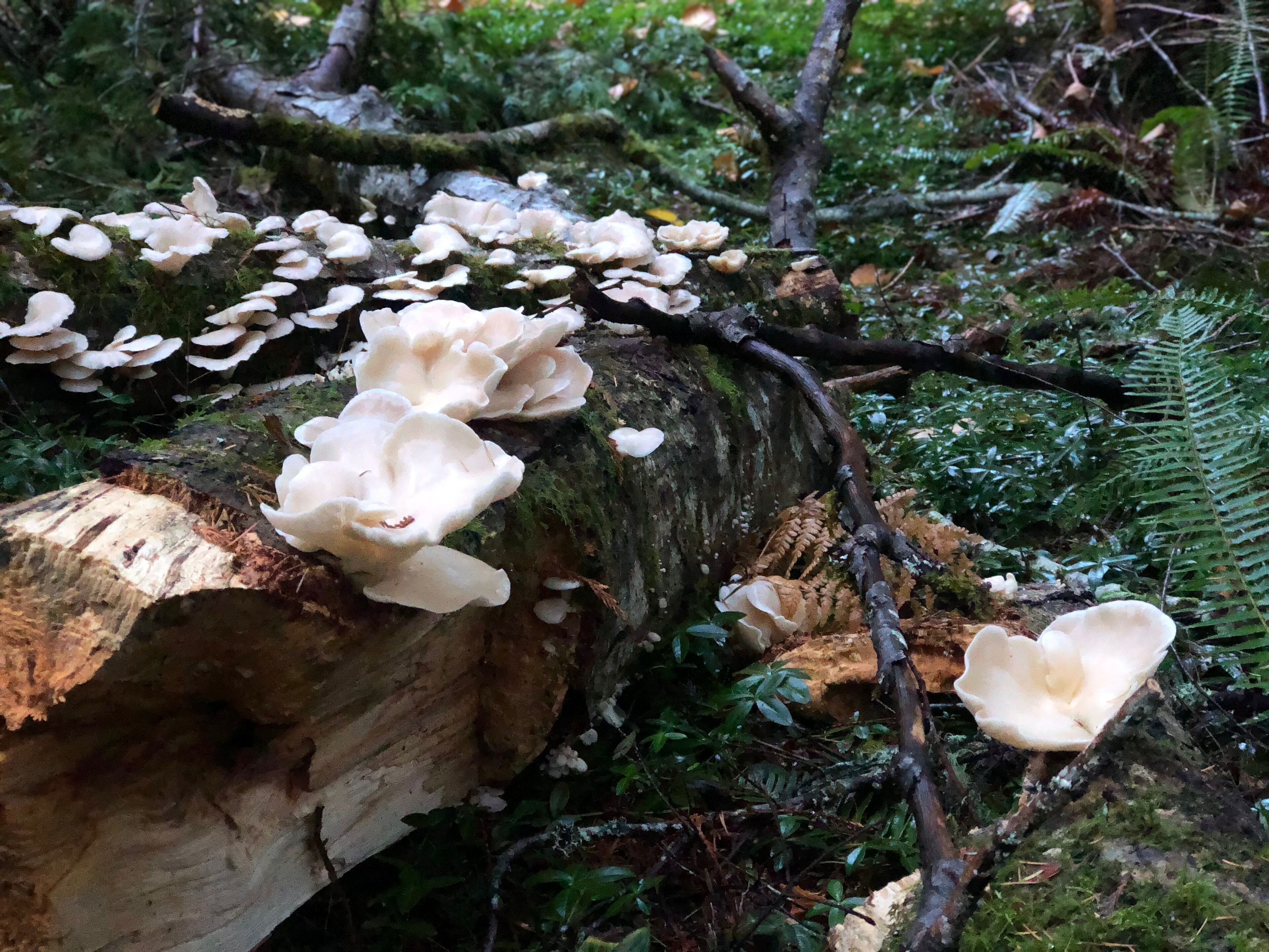 A forest scene with a large log covered in white fungi.