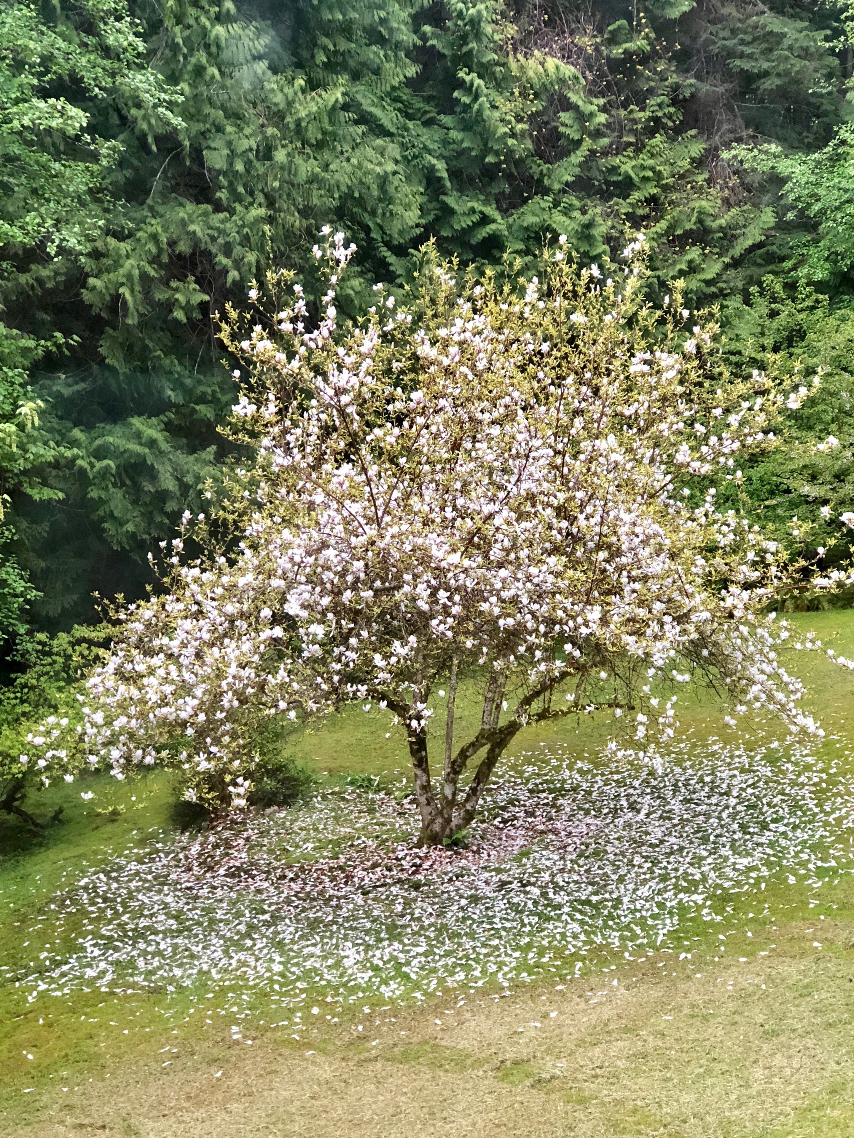 Un arbre aux fleurs blanches, entouré de feuillage verdoyant.