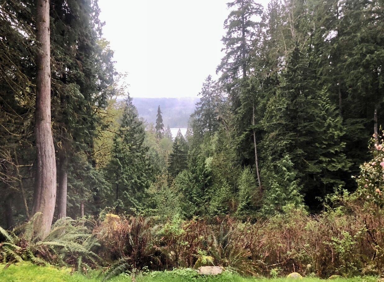 A dense forest with tall trees and a variety of undergrowth.