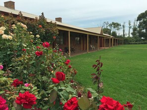 Property grounds - Coonawarra Place Motor Inn (Coonawarra)