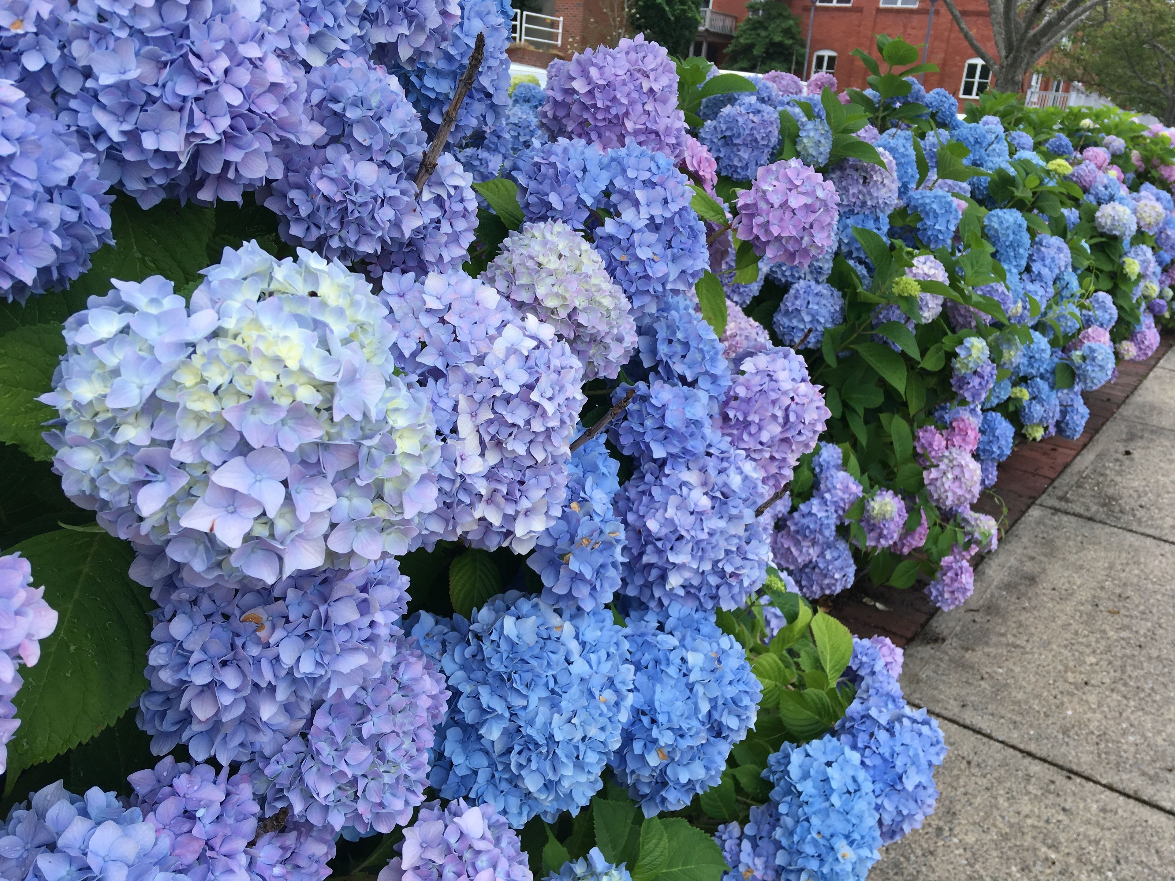 Une rangée de buissons d’hortensias aux grandes fleurs regroupées en grappes, déclinées dans des nuances de bleu et de violet.