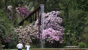 A park with a wooden staircase, lush greenery, and blooming pink flowers. - Frederick William House (Falmouth)