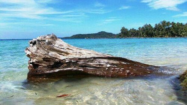 Un gros morceau de bois flotté dans une eau claire et peu profonde, avec une île lointaine et un feuillage dense en arrière-plan.