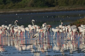 Point of interest - Yala Villa (Kirinda)