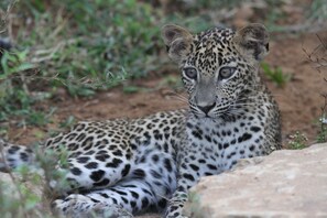 Point of interest - Yala Villa (Kirinda)