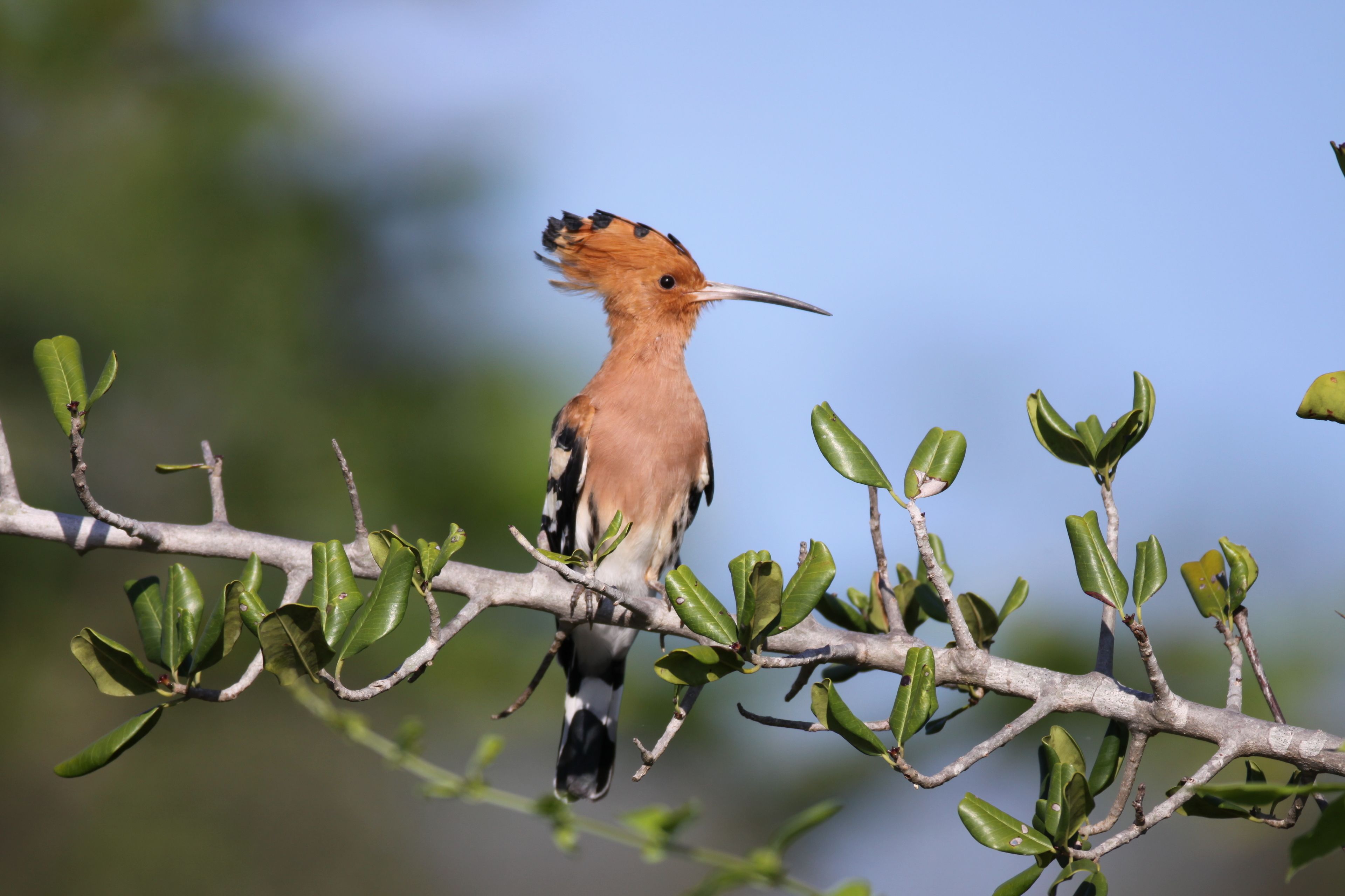 A bird perched on a branch with green leaves.