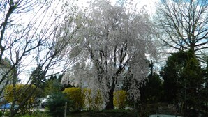 A garden with a large tree in full bloom, surrounded by a well-maintained lawn and a small table with chairs. - E J Bowman House Bed & Breakfast (Lancaster)