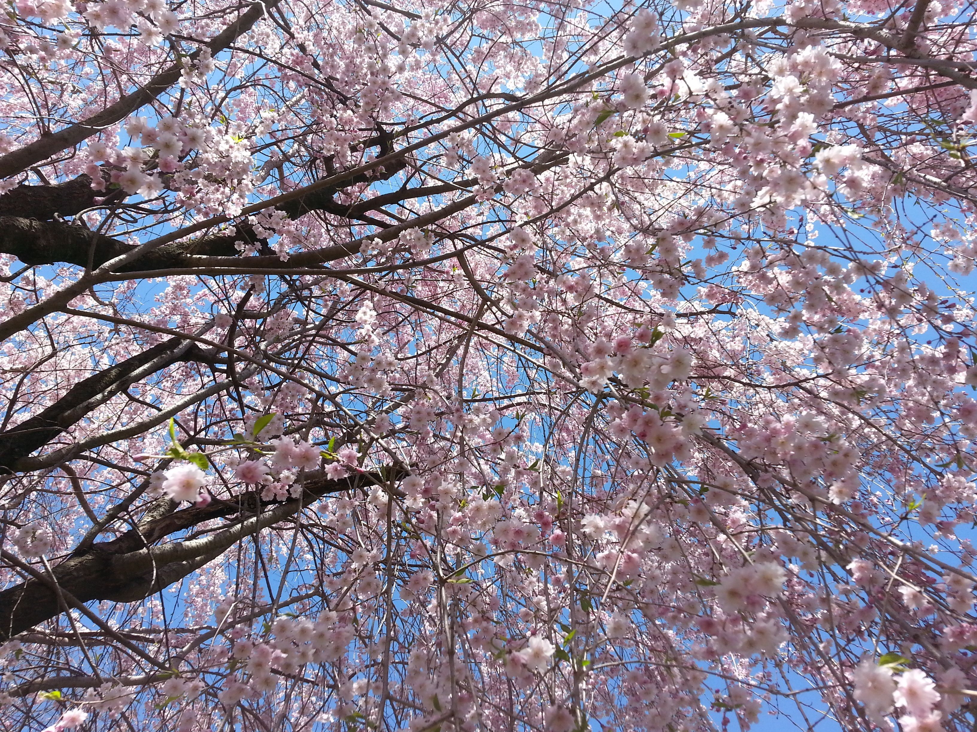 A tree with pink blossoms against a clear blue sky.