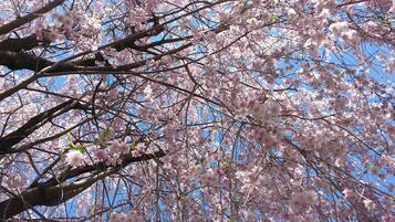 A tree with pink blossoms against a clear blue sky.