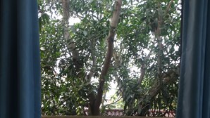 A view through a window with a view of a tree and a balcony railing. - Yellow House Homestay (Da Nang)