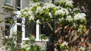 A residential building with a brick facade, white window frames, and a garden with flowering plants. - Hotel Manitoba (Blankenberge)