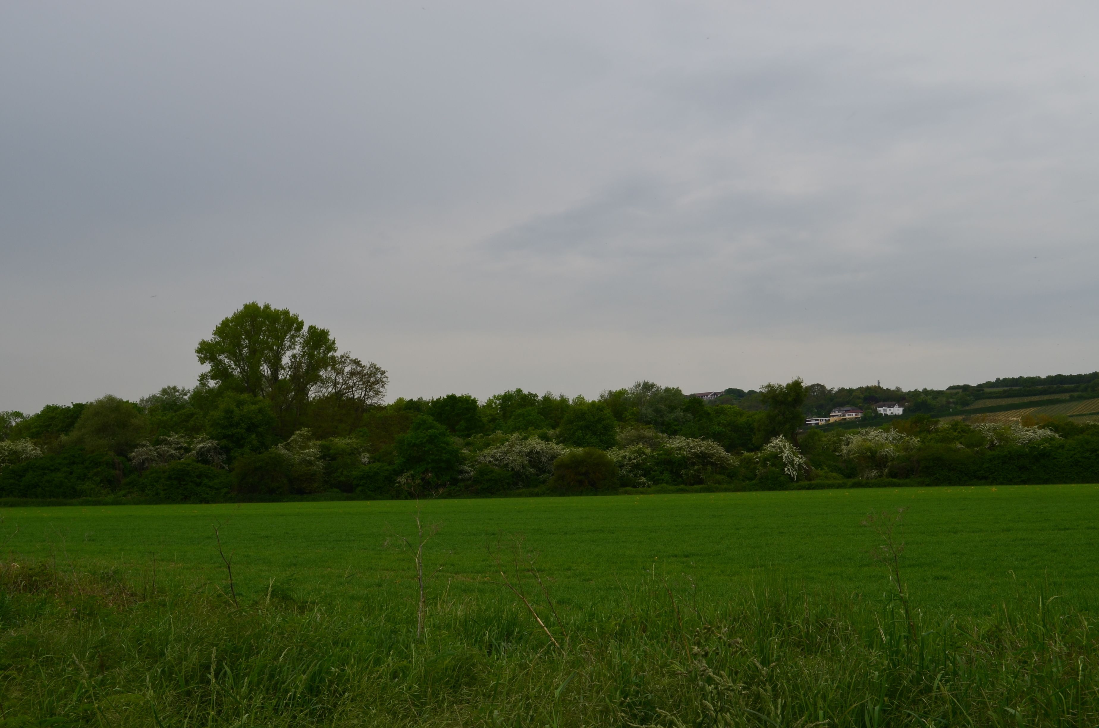 Photo - Zwei Raben Pension