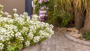 A potted plant with white flowers in a garden setting.