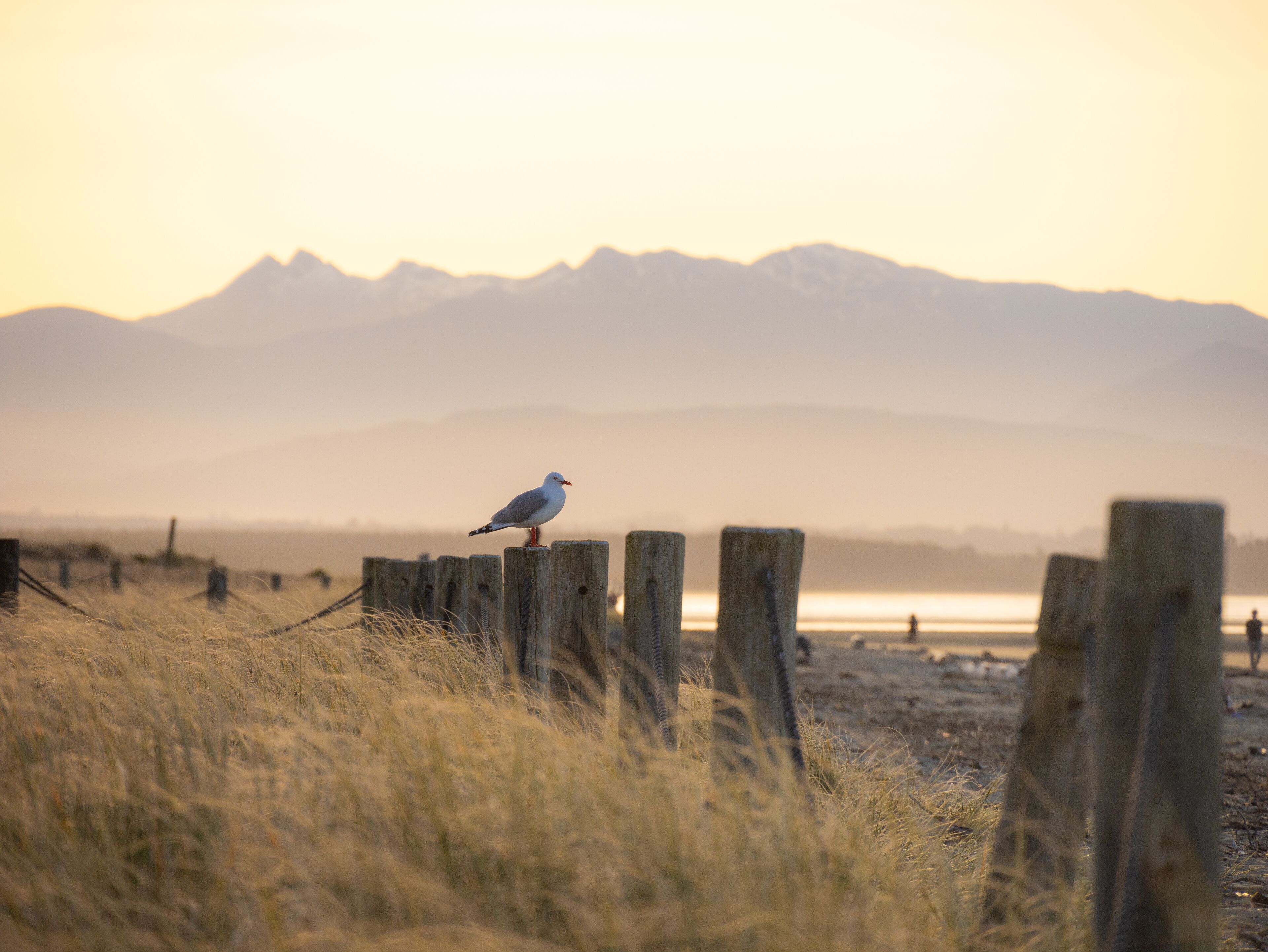 A seagull perched on a wooden fence with a mountain range in the background.