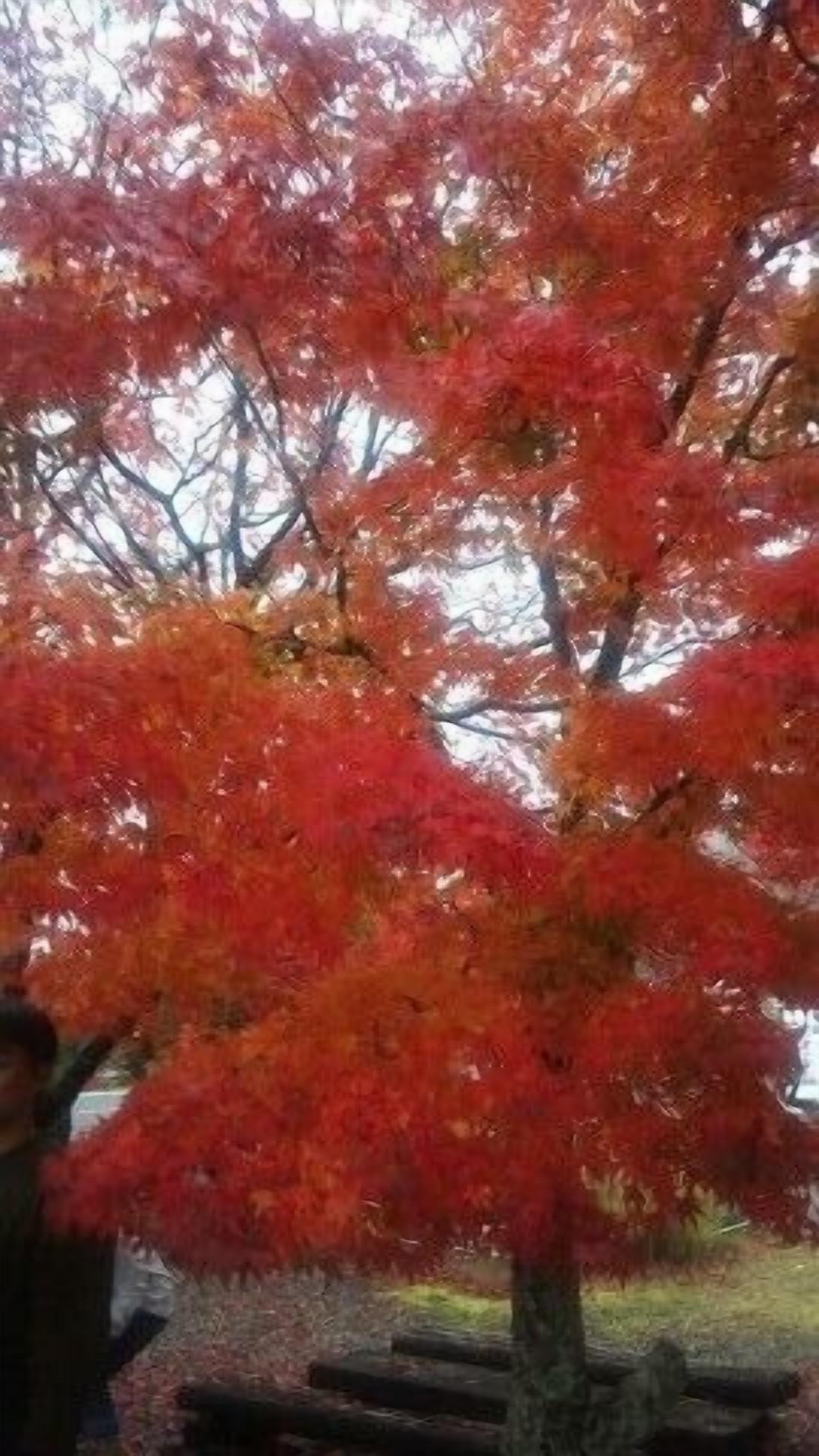 A tree with red leaves in a park.
