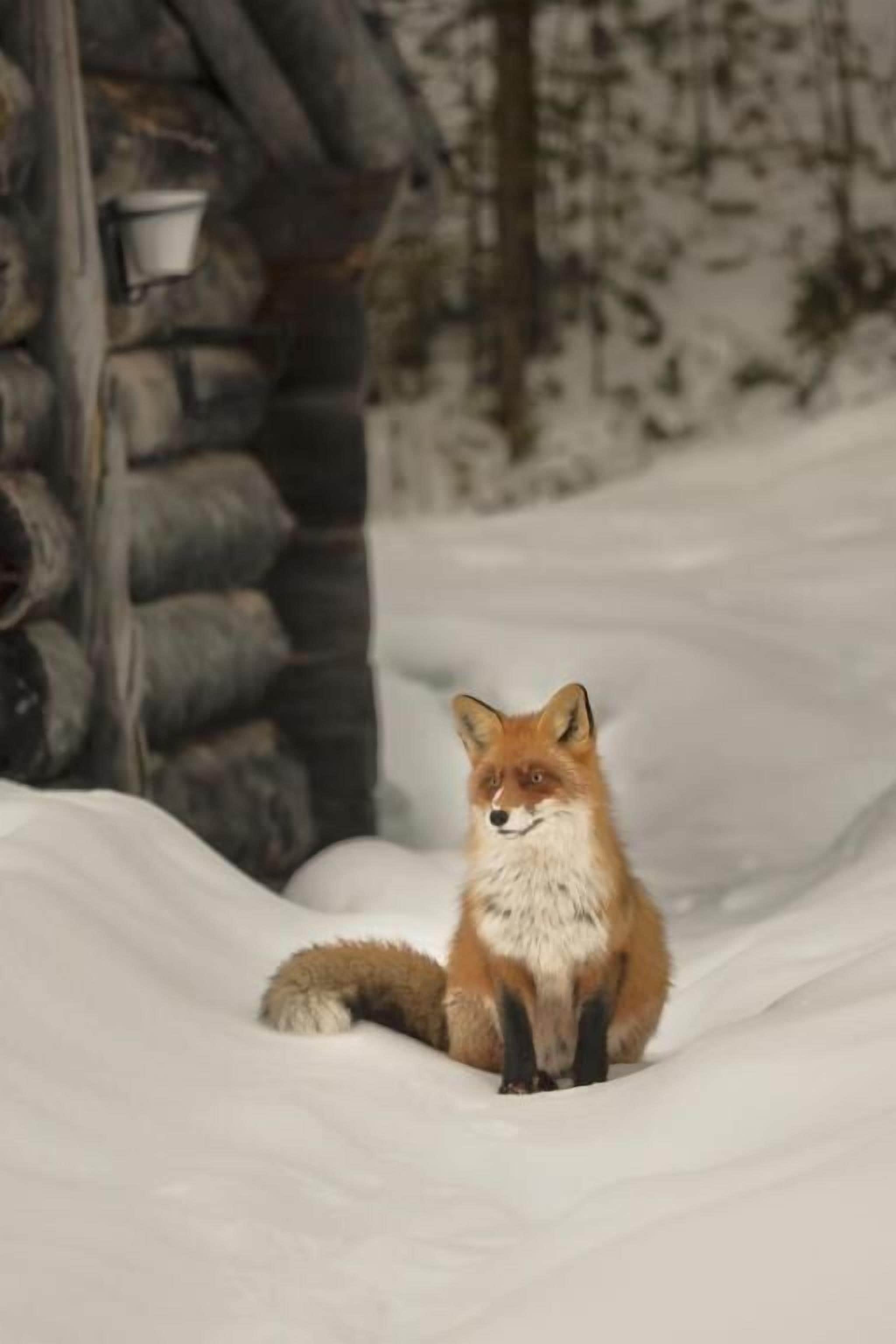 Un zorro sentado en la nieve cerca de una cabaña de madera.