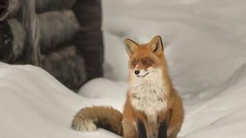 Un zorro sentado en la nieve cerca de una cabaña de madera.