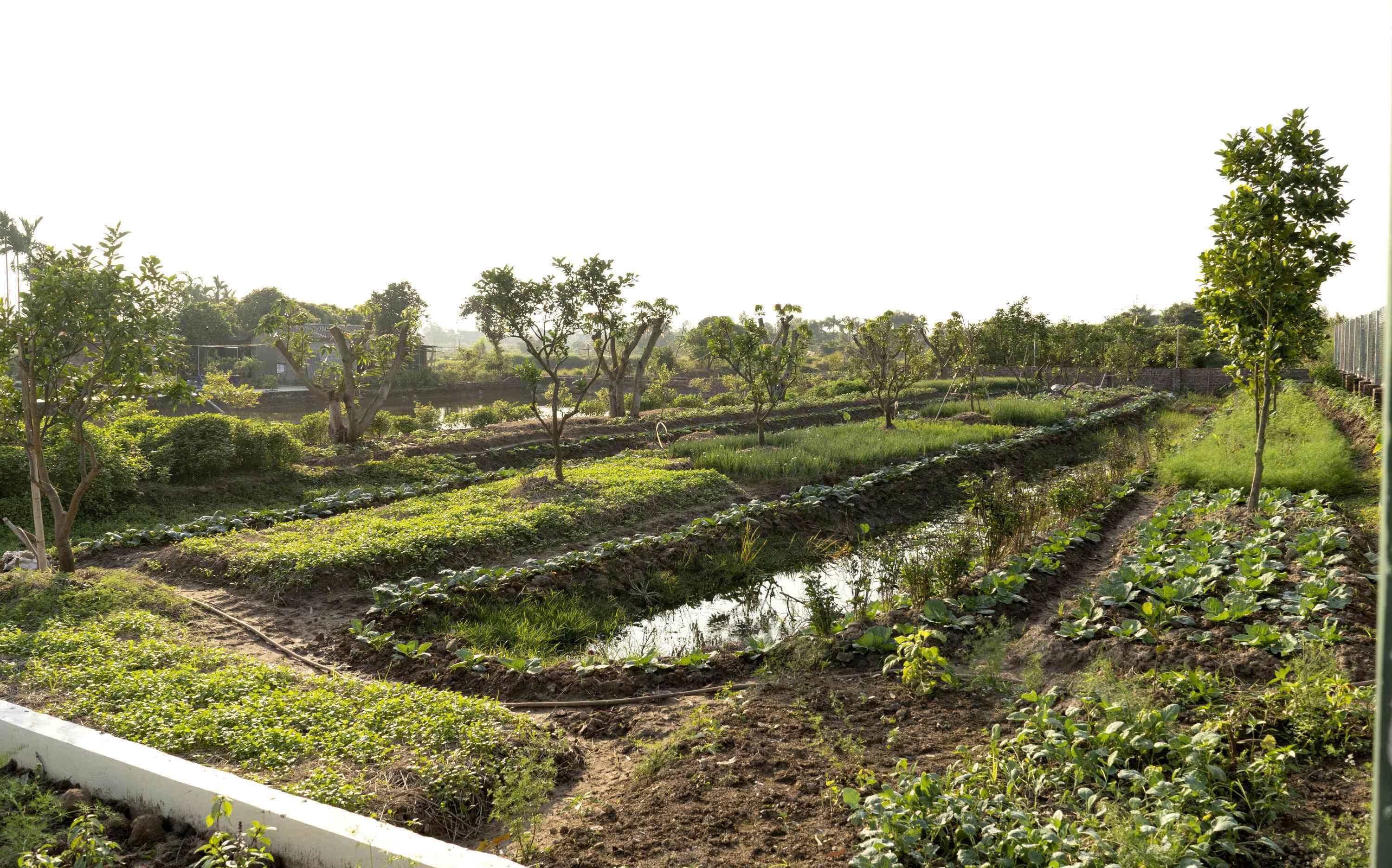 A terraced garden with various plants and trees, a water channel, and a white boundary wall.