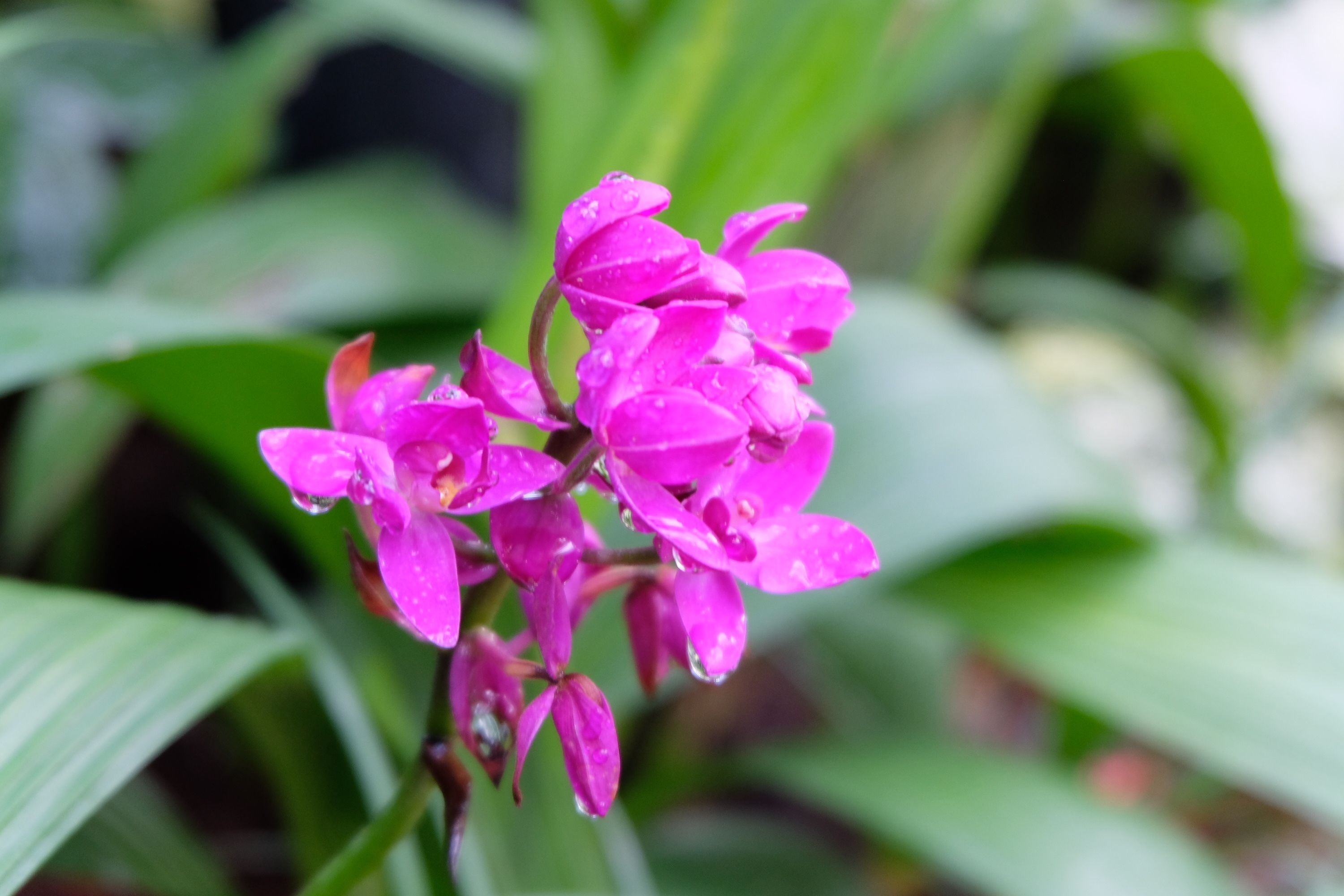 Photo - Chiang Mai Thai House,Thapae