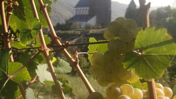 Viñedo con racimos de uvas verdes y una edificación distante.