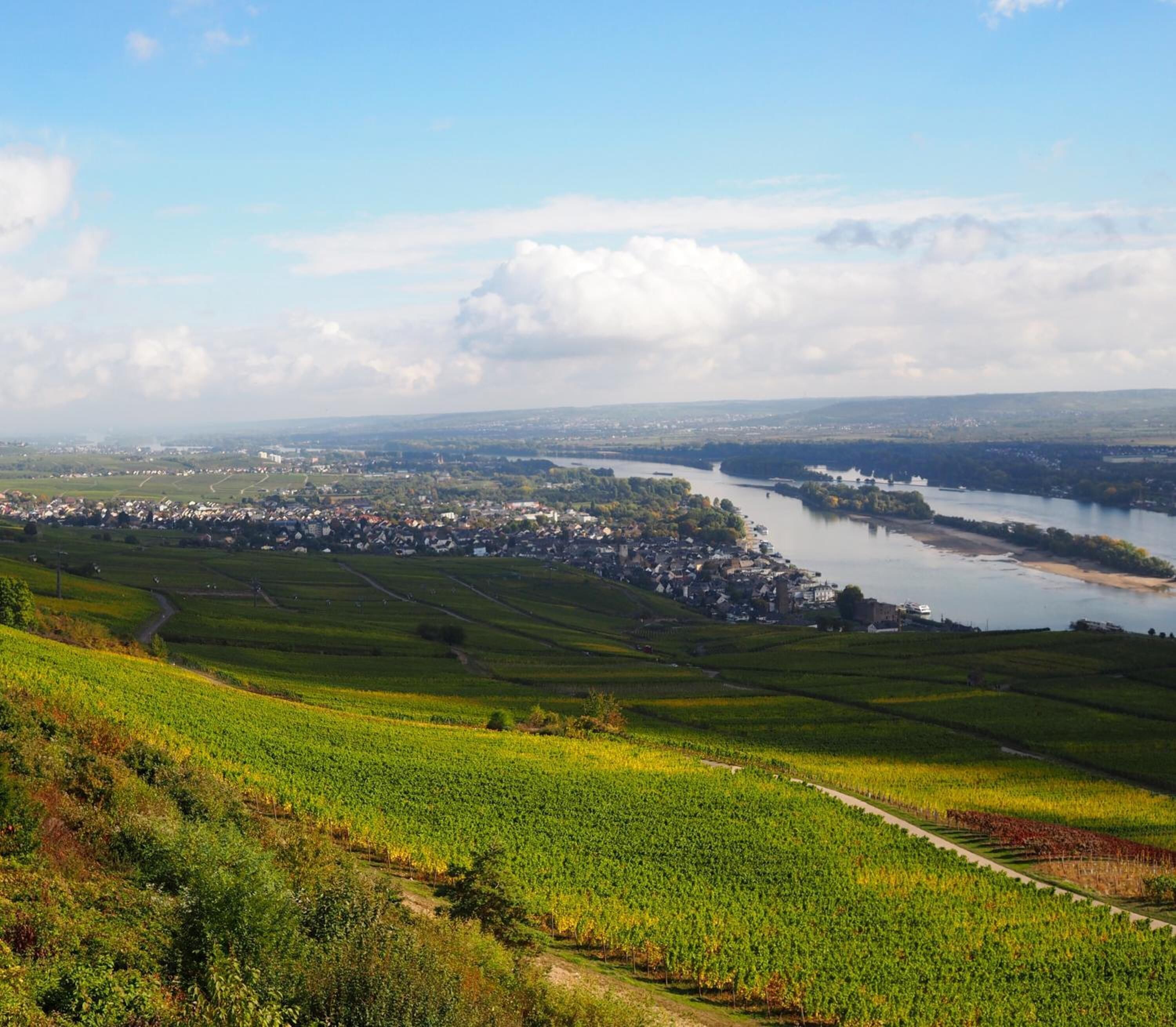 Un vignoble avec une rivière et une ville en arrière-plan.
