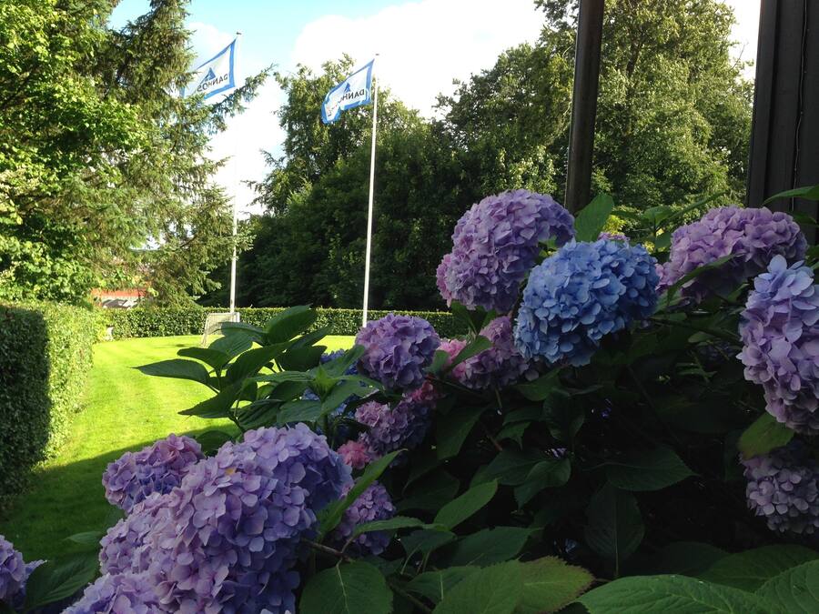 Un jardín con flores de hortensia y banderas.