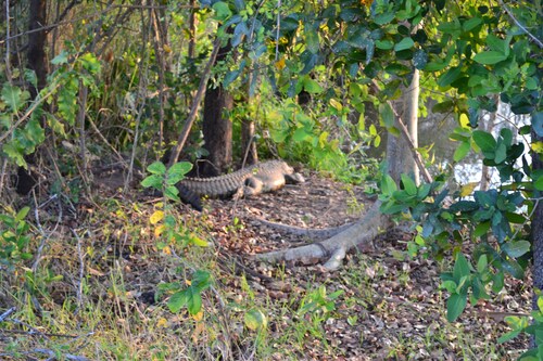 Kruger Park Lodge - Golf Safari SA