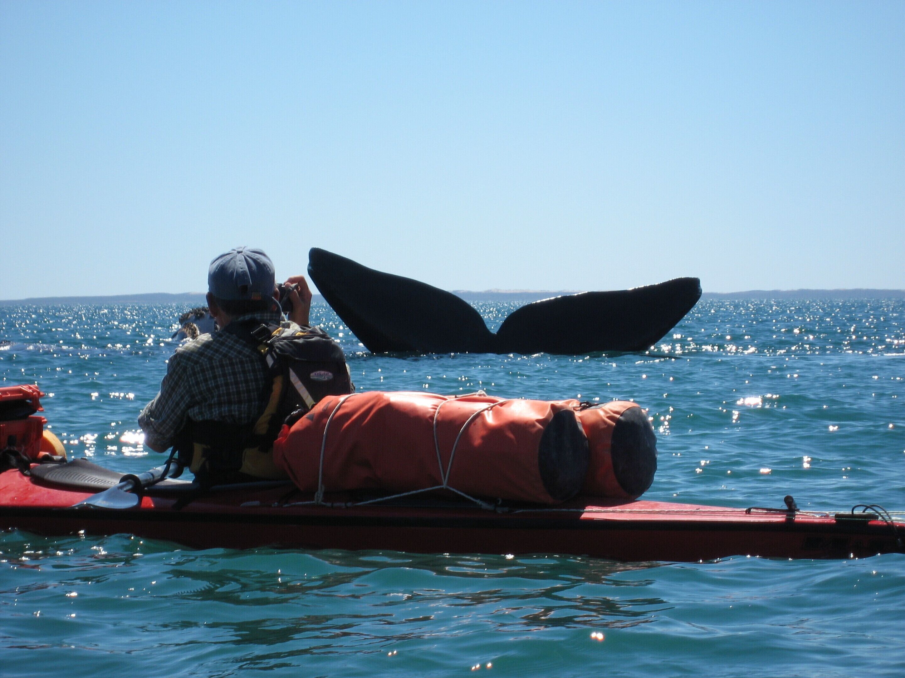 Una persona en un bote, con la cola de una ballena asomándose sobre el agua.