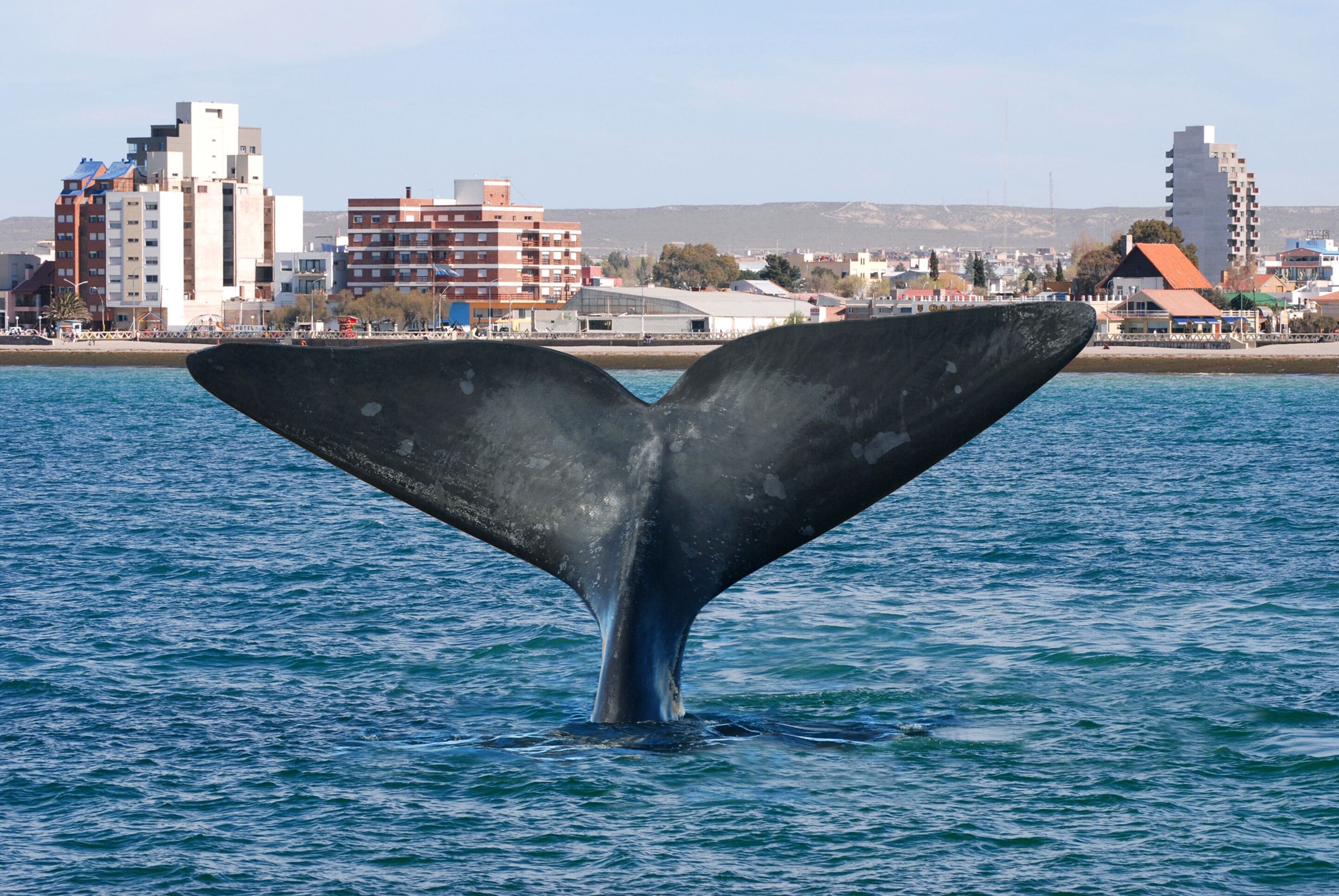 Photo - La Tosca Hostel