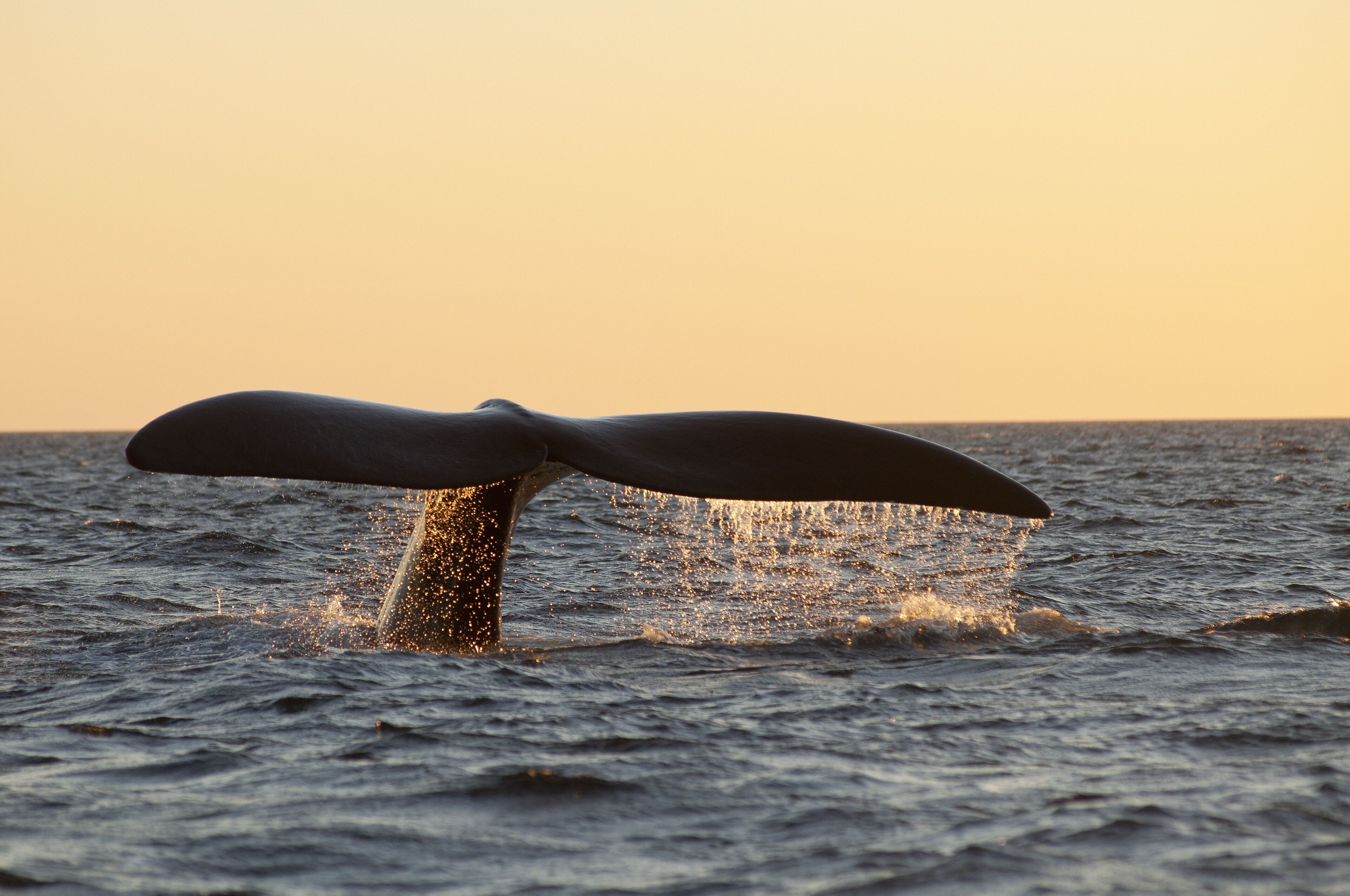 Photo - La Tosca Hostel