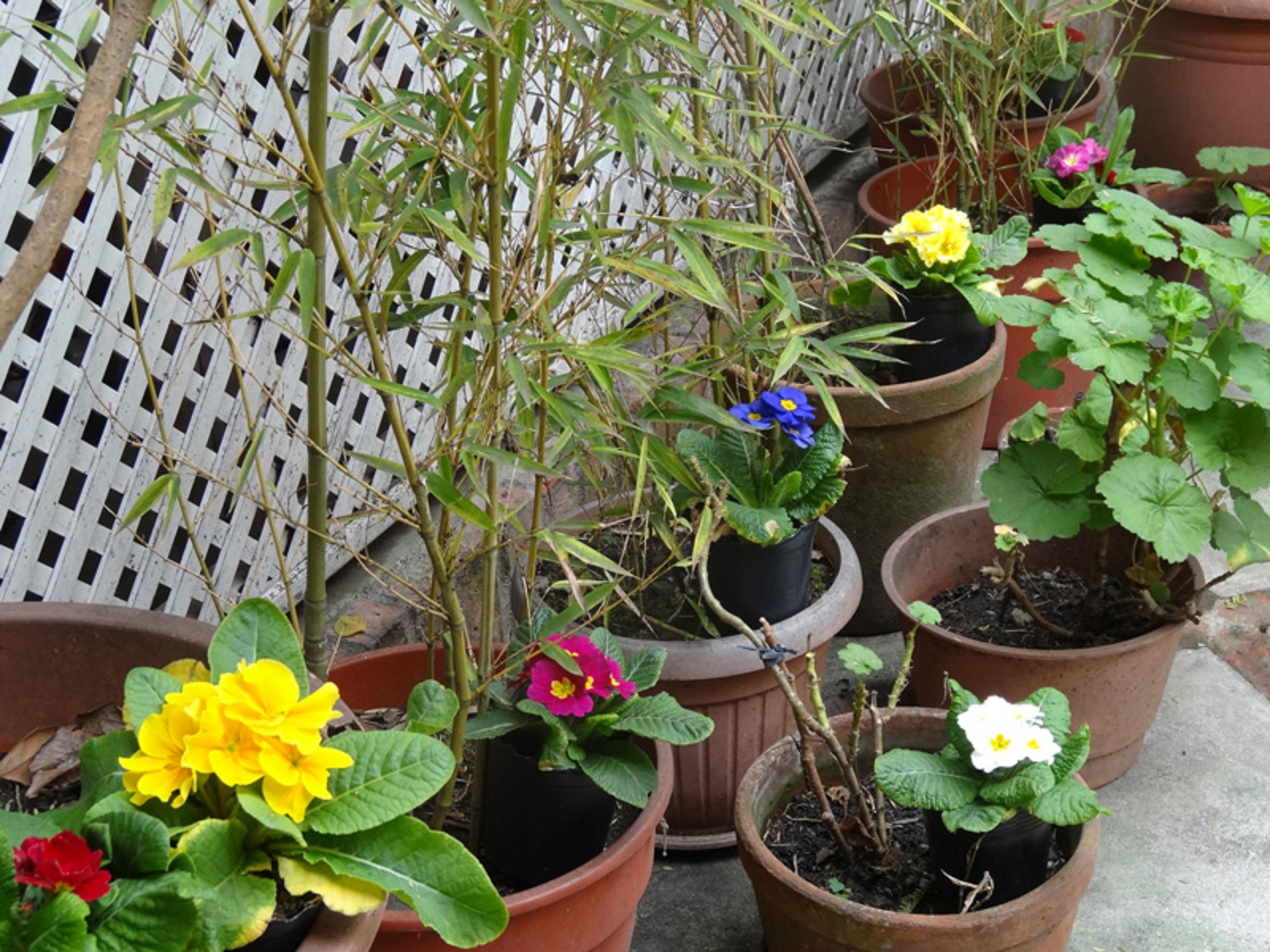 Potted plants with flowers in various colors, arranged in a garden setting.
