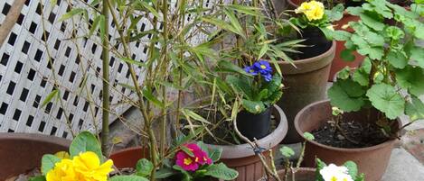 Potted plants with flowers in various colors, arranged in a garden setting.