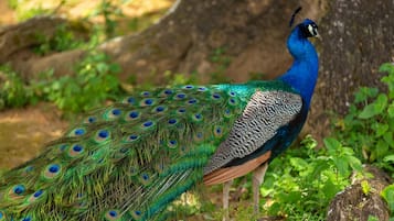A peacock standing in a natural setting with trees and greenery.