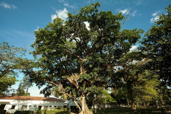 Un grand arbre se dresse dans une cour, avec un bâtiment blanc en arrière-plan.