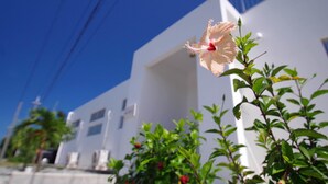 A white building with a single pink flower in the foreground.