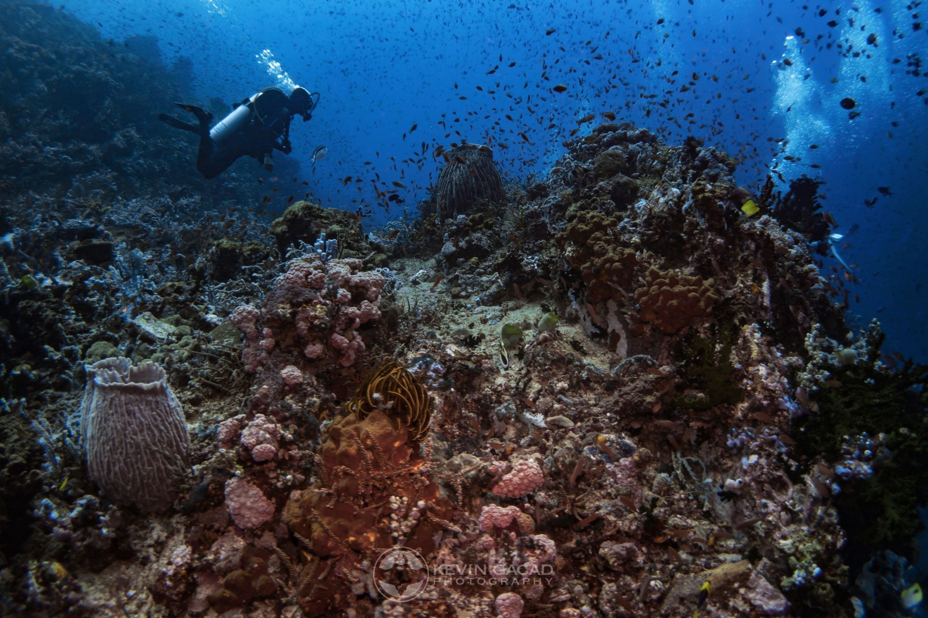 A diver exploring a coral reef with various marine life and underwater formations.