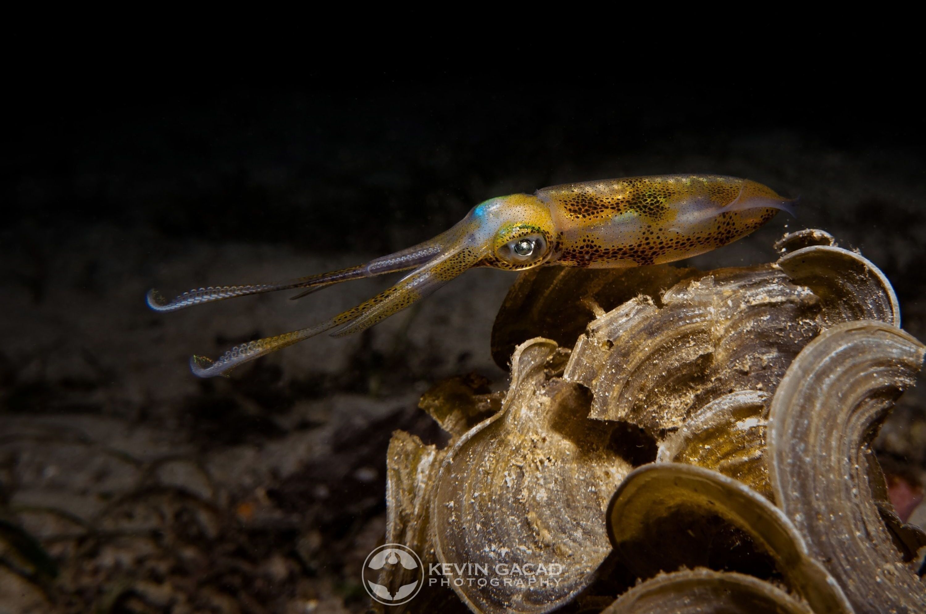 A squid with a long tentacle resting on a rocky surface.