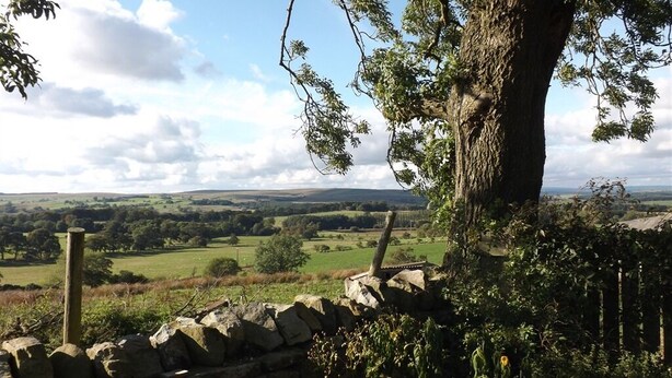 A stone wall with a rustic wooden fence, a large tree, and a view of a green landscape with rolling hills. - Hillis Close Farm (Haltwhistle)