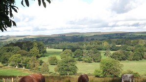 A rural landscape with grazing cows, lush green fields, and rolling hills in the background. - Hillis Close Farm (Haltwhistle)