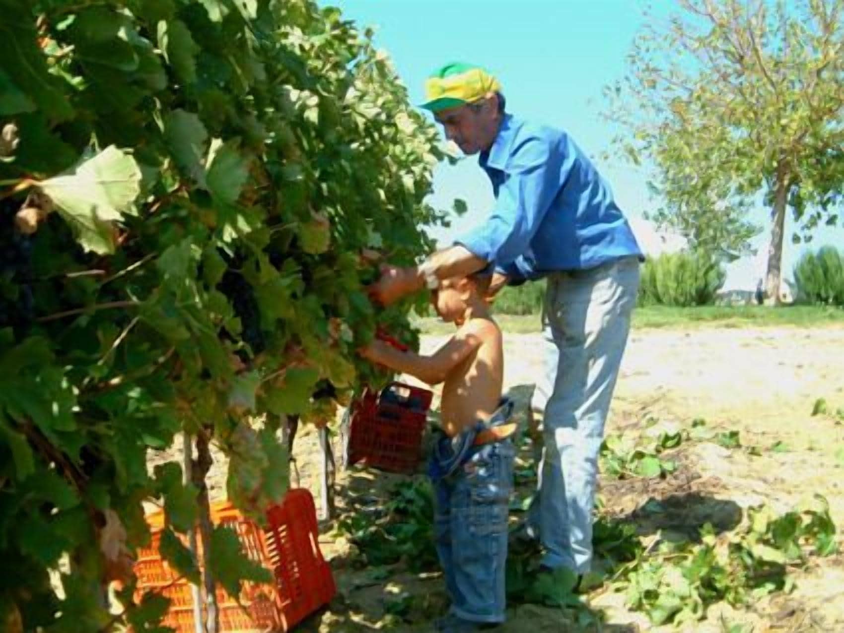 Una persona y un niño cerca de un árbol de hojas verdes, posiblemente en un entorno rural o jardín.