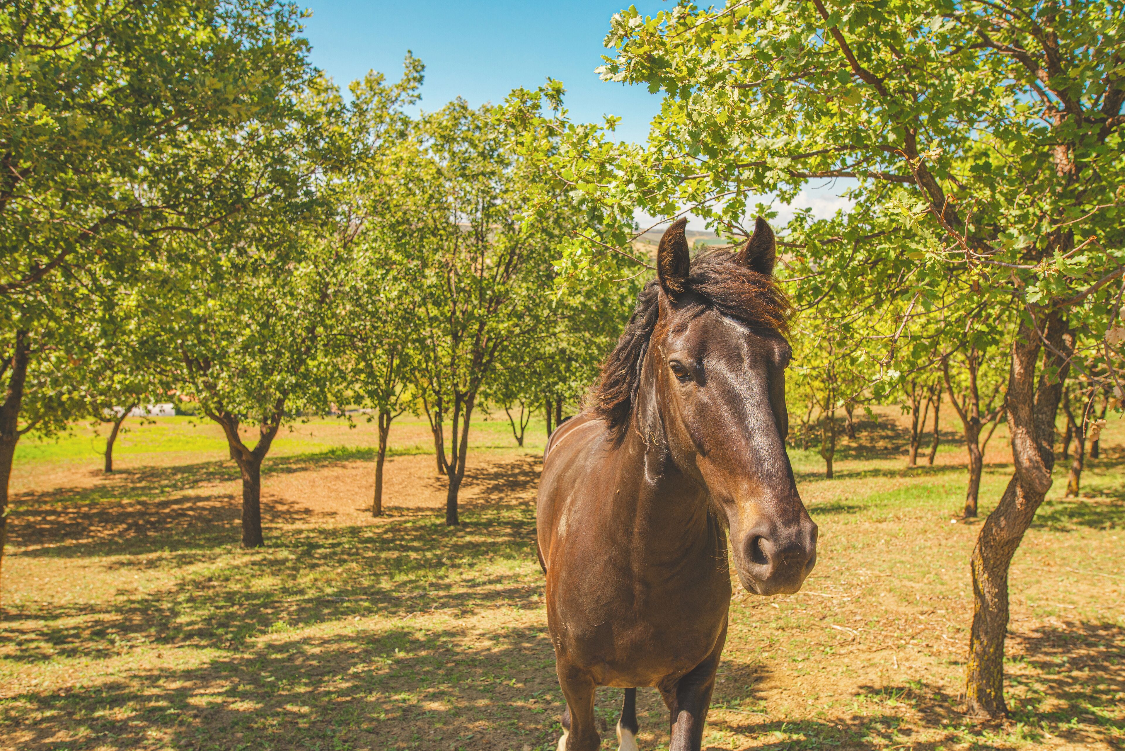 Un cavallo in un frutteto illuminato dal sole, con alberi e erba.