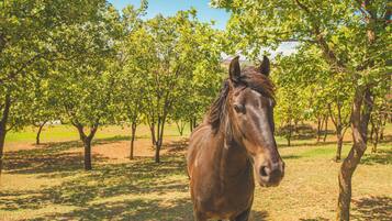 Un cavallo in un frutteto illuminato dal sole, con alberi e erba.