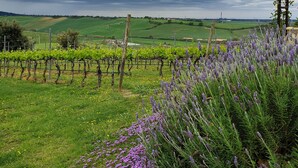 Viñedo con hileras de vid y flores púrpuras en primer plano.